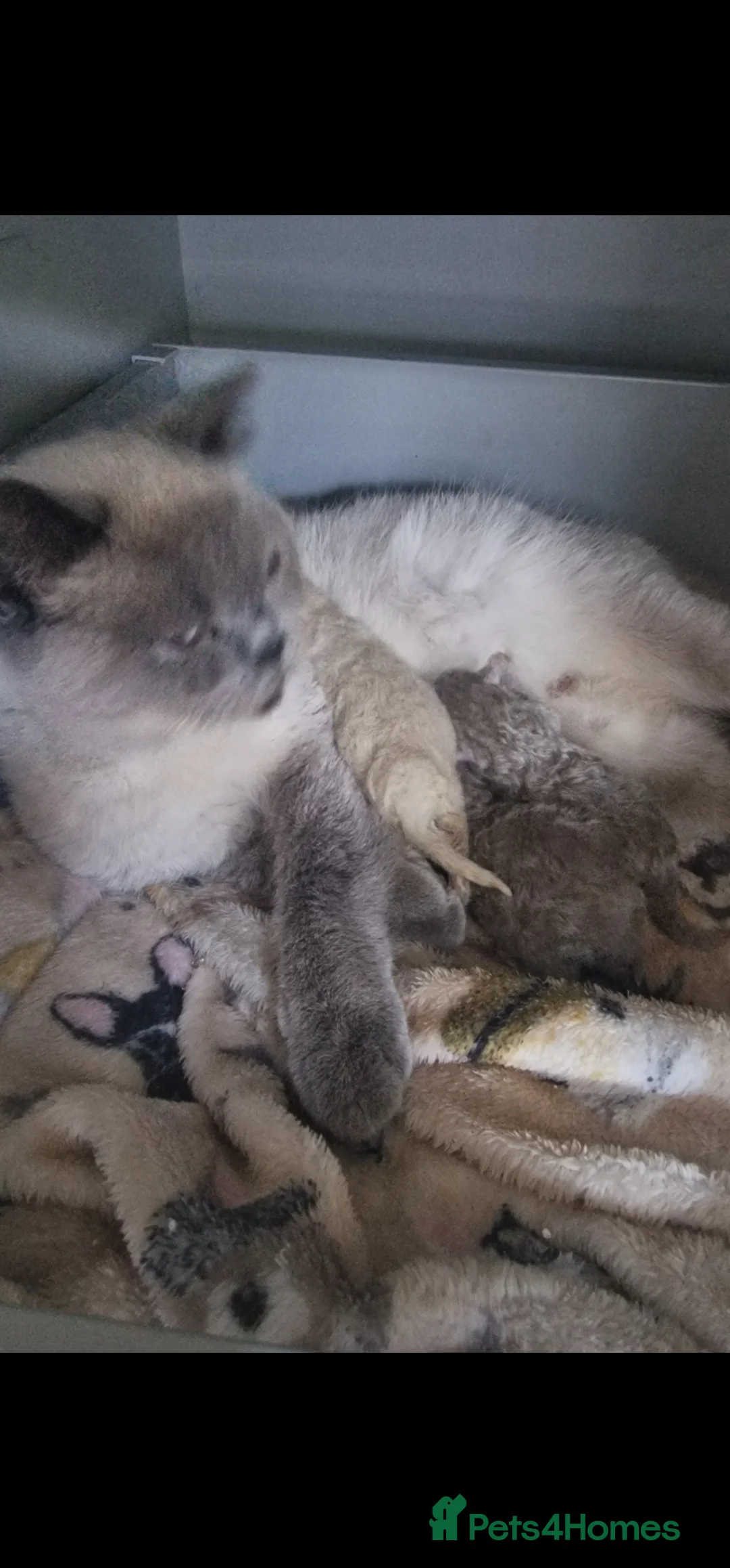 British Shorthair cats for sale: 3 british shorthair kittens - Advert 10