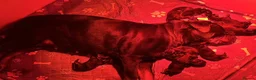 Rottweiler dogs for sale: Show Quality RKC Rottweiler Puppies in Manchester - Advert 11