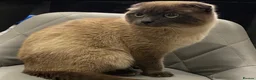 Scottish Fold cats for sale: Male scottish fold- URGENT SALE - Advert 6