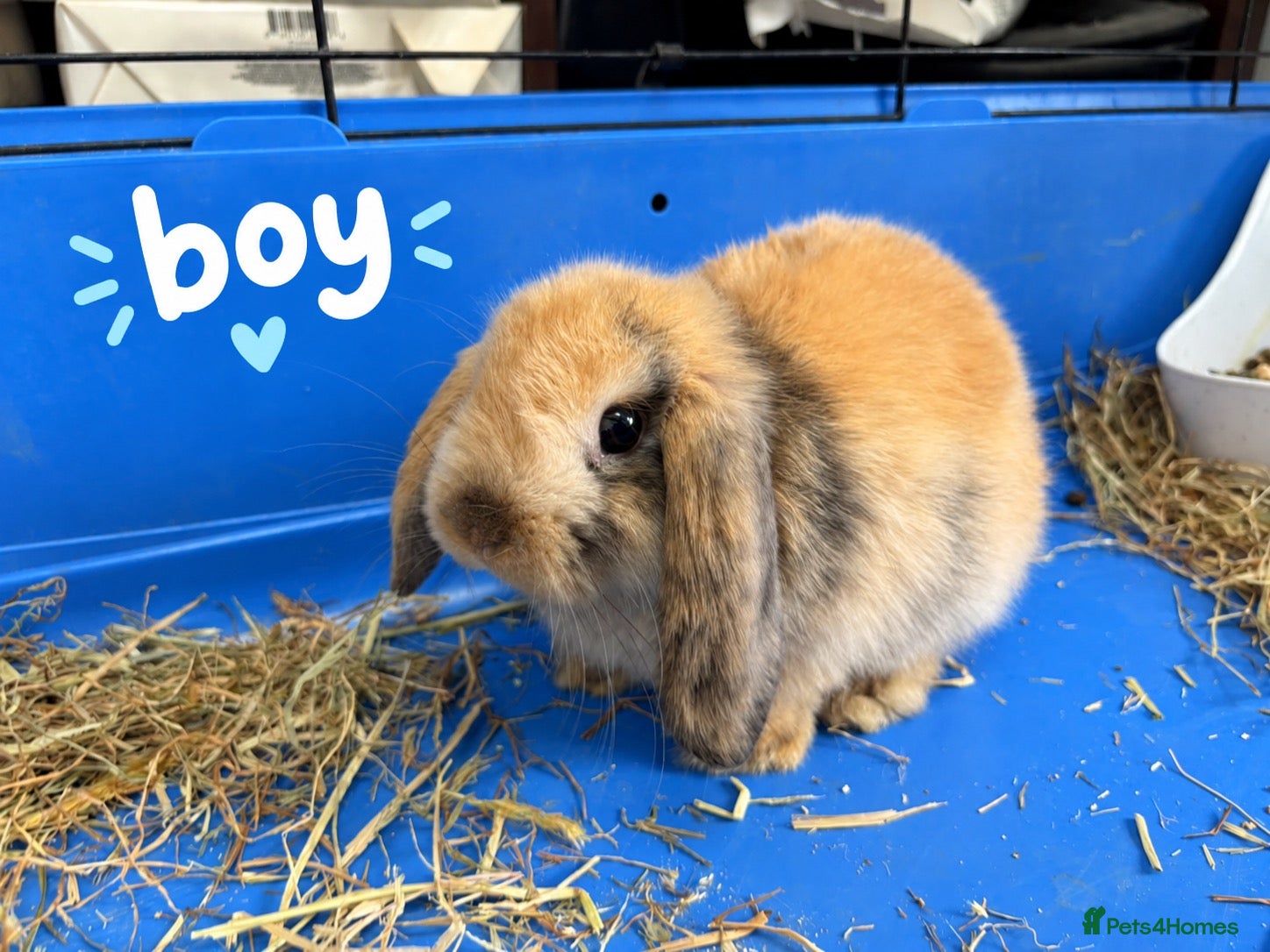 Mini Lop rabbits Gorgeous Mini Lop Babies Ready Now! - Advert 17