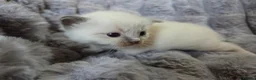 Ragdoll cats for sale: 4 Beautiful Ragdoll kittens, 2 Seal, 2 Lilac - Advert 35