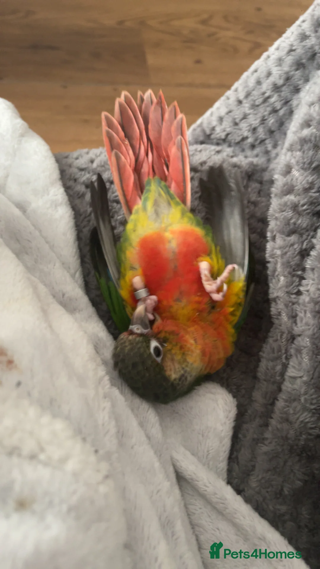 Conures birds for sale: yellow sized conure  - Advert 2