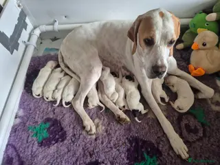 Pointer dogs Teisgol pointers puppies - Advert 1