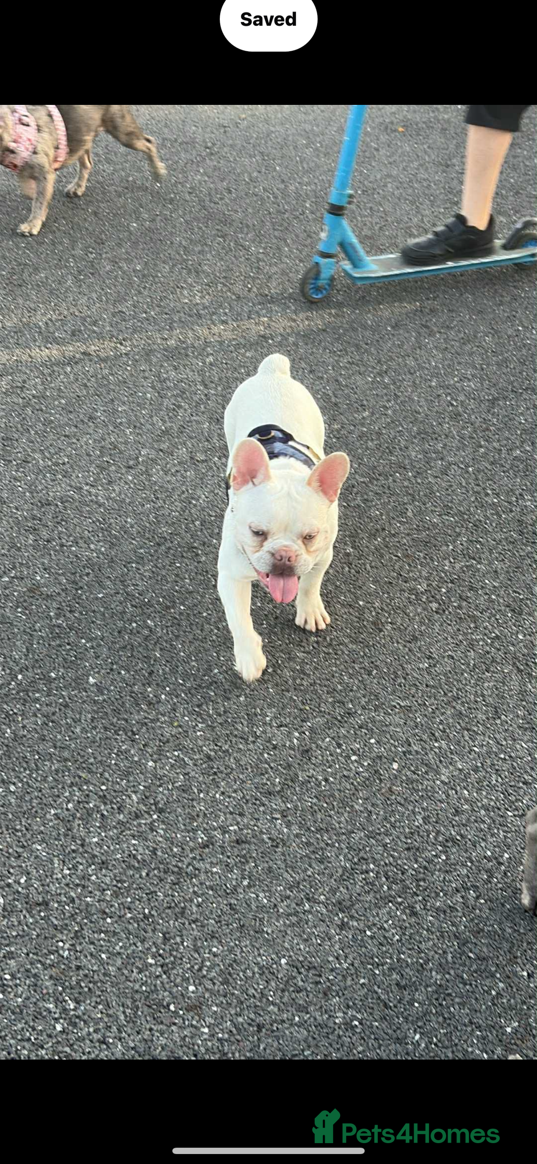 French Bulldog dogs for sale: 10 month old male French bulldog  - Image 5
