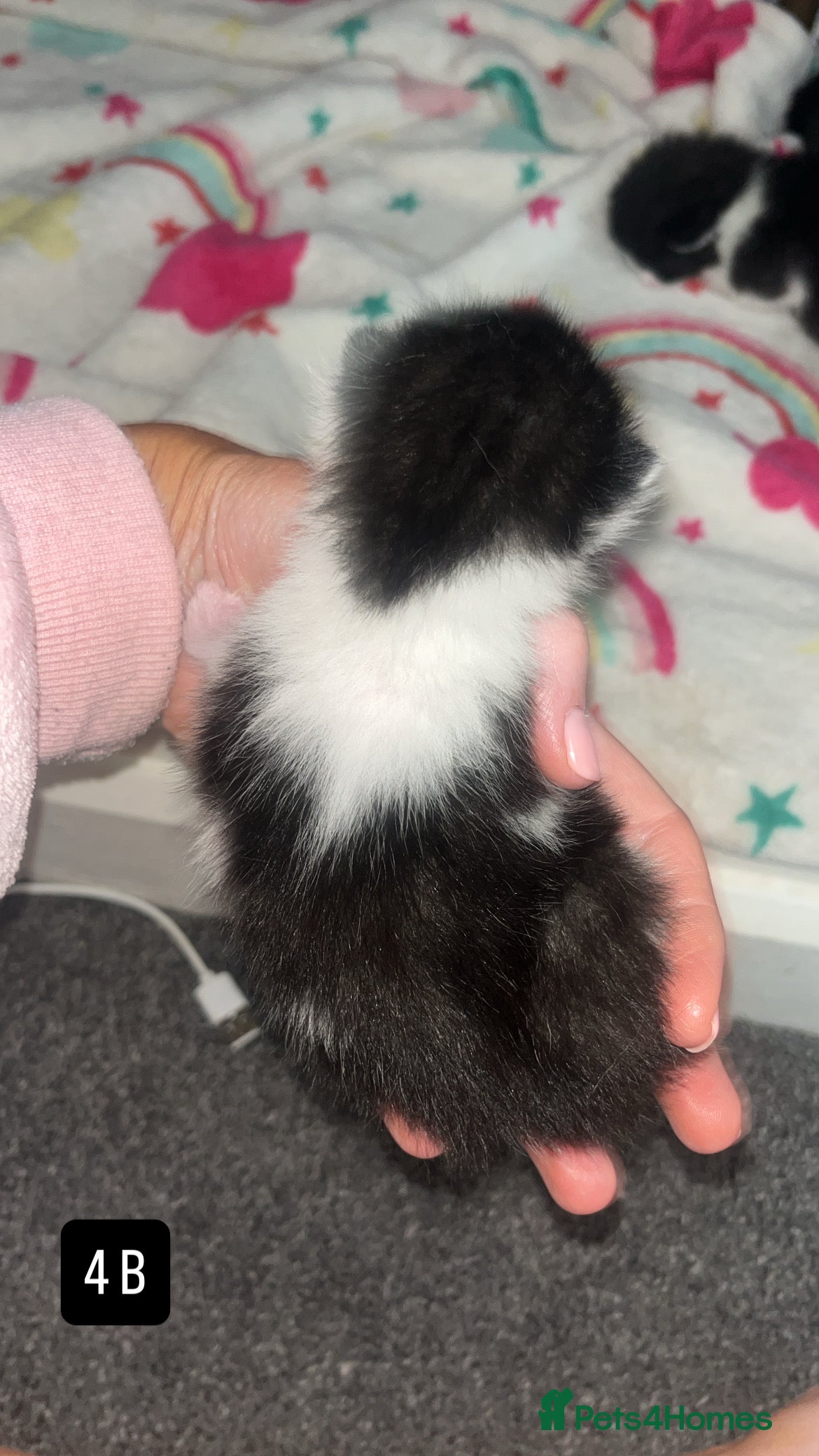 Mixed Breed cats for sale: Kittens for sale  - Advert 11