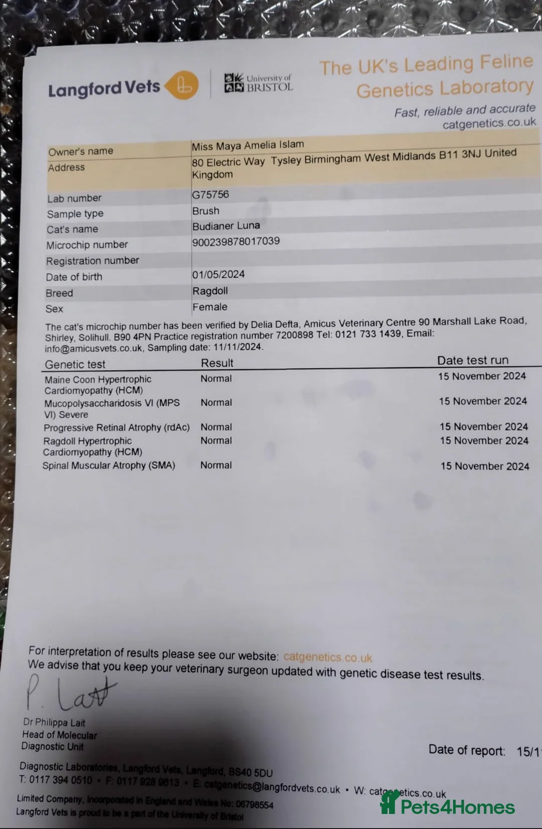 Ragdoll cats for sale: GCCF registered active queen ragdoll - Advert 2