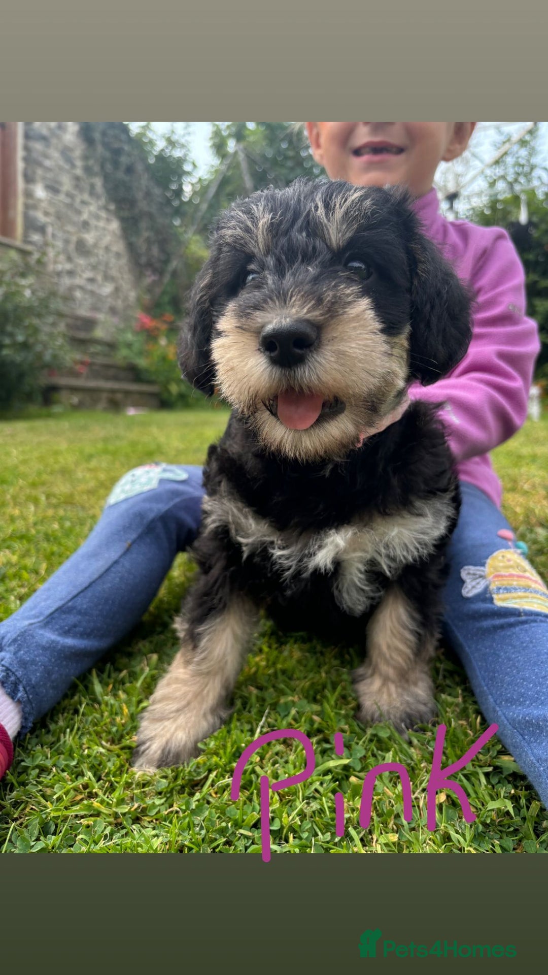 Mixed Breed dogs for sale: Schnoodle Puppies - Image 17