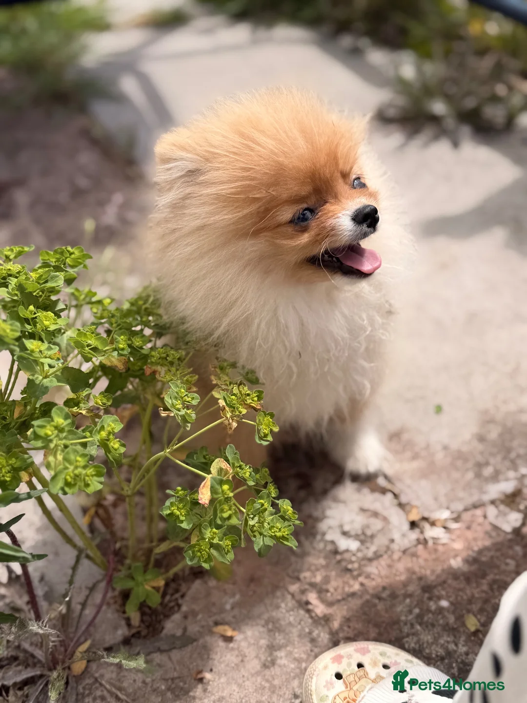 Pomeranian dogs for sale:  Super Tiny Orange Sable Boy - Advert 2