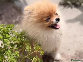 Pomeranian dogs Super Tiny Orange Sable Boy - Advert 1