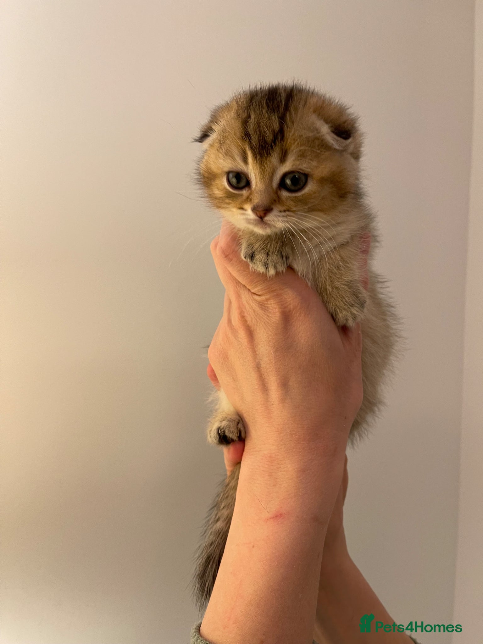 Scottish Fold cats SALE !!!! LOVELY SCOTTISH FOLD GOLDEN KITTENS  - Advert 1
