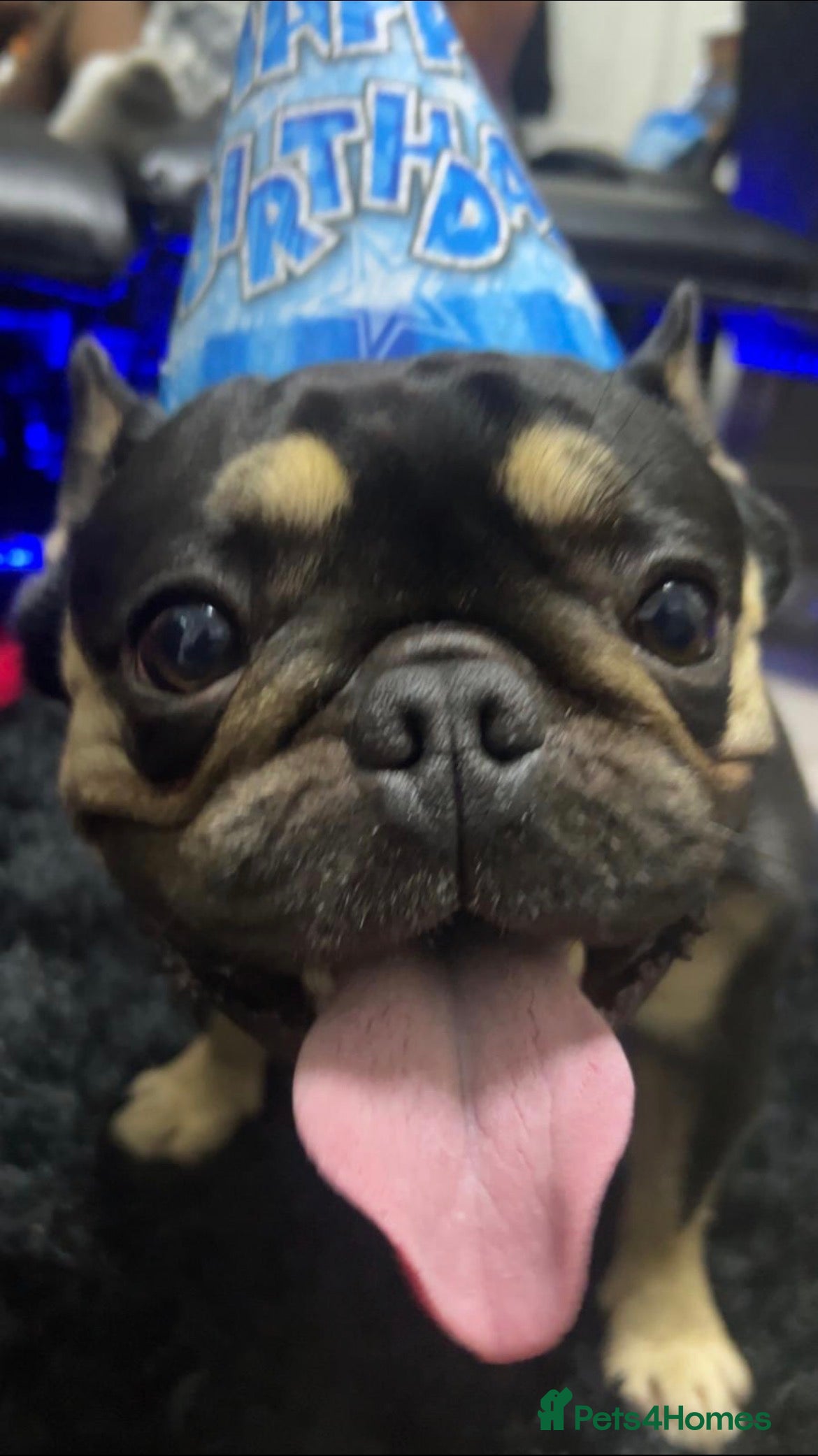 French Bulldog dogs FRENCH BULL DOG FOR SELL (NEEDS TO BE REHOMED) - Advert 13