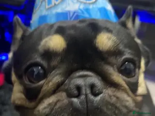 French Bulldog dogs FRENCH BULL DOG FOR SELL (NEEDS TO BE REHOMED) - Advert 13