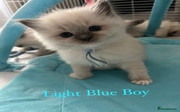 Ragdoll cats for sale: Beautiful Chunky Ragdoll Kittens For Sale - Image 16