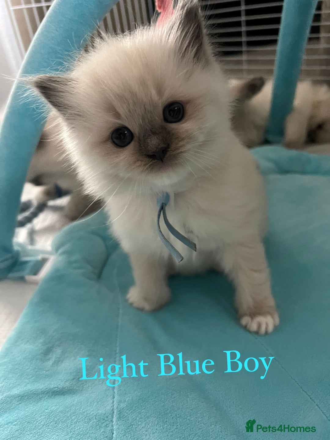 Ragdoll cats for sale: Beautiful Chunky Ragdoll Kittens For Sale - Image 16