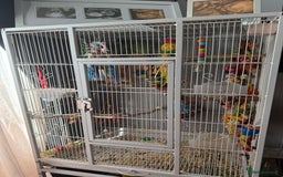 Ringnecks birds for sale: Bird pair and cage  - Image 9