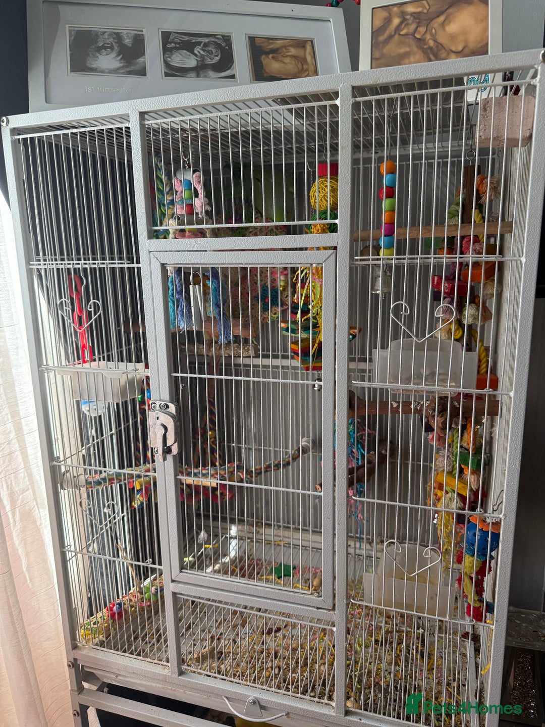 Ringnecks birds for sale: Bird pair and cage  - Image 9
