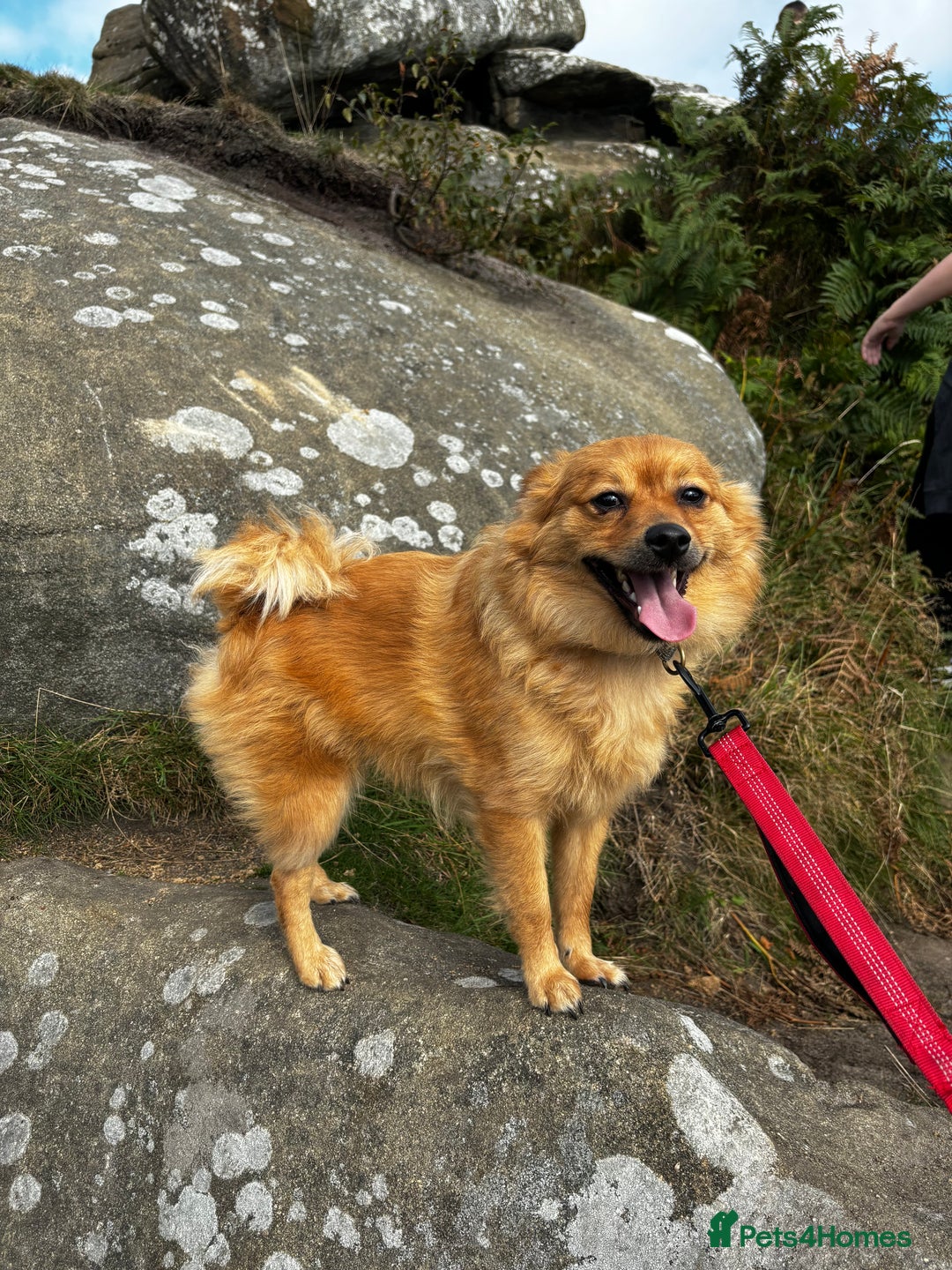 Pomeranian dogs for sale: Teddy - Image 4