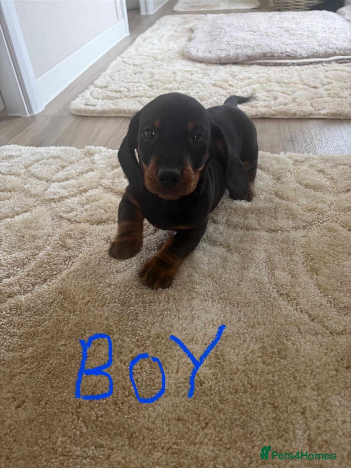 Dachshund dogs Dachshund puppies ready to go! - Advert 1