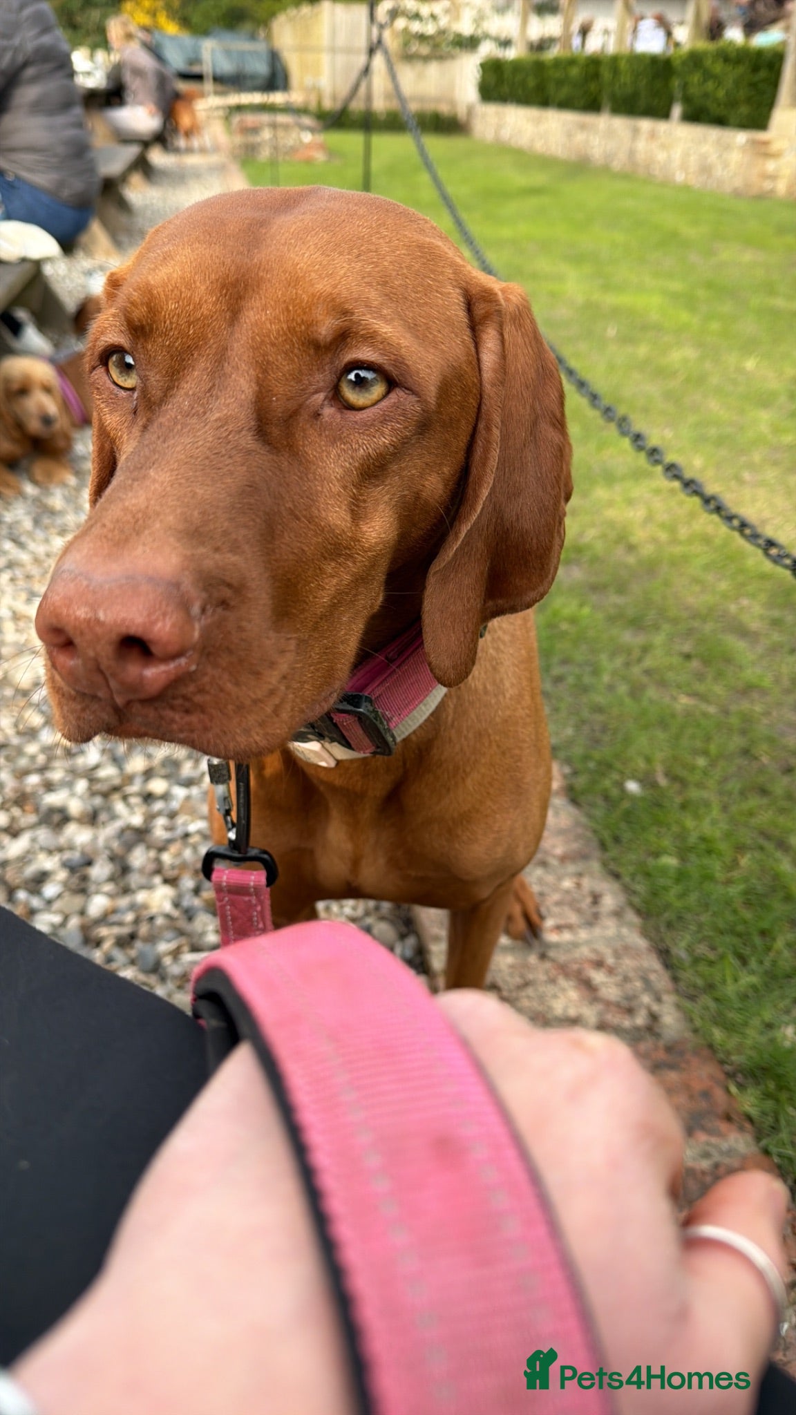 Hungarian Vizsla dogs 2 year old Hungarian viszla - Advert 1