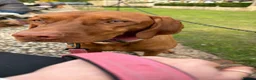 Hungarian Vizsla dogs for sale: 2 year old Hungarian viszla in Bexhill-on-Sea - Advert 1