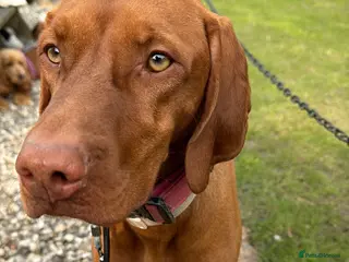 Hungarian Vizsla dogs 2 year old Hungarian viszla - Advert 15