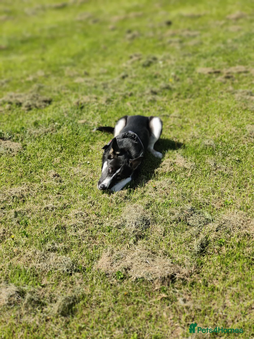 Mixed Breed dogs for sale: Border collie mix needs to be rehomed - Advert 3