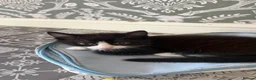 British Shorthair cats for sale: 3 cute kittens ready for a loving family - Advert 16