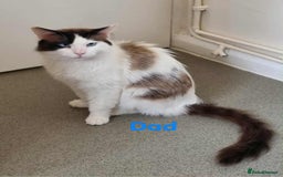 Ragdoll cats for sale: Ragdoll kittens  - Image 8