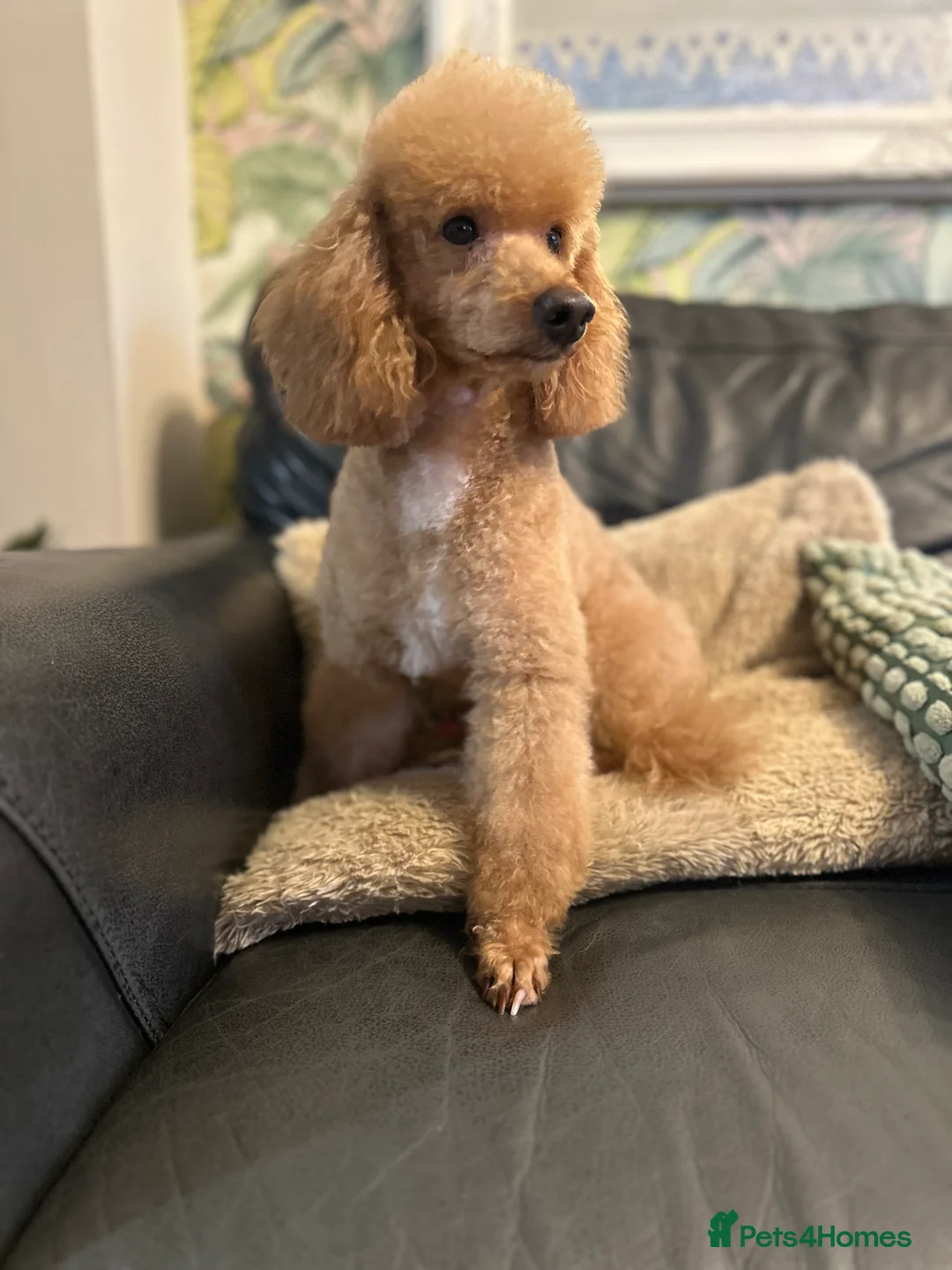 Cavapoo dogs for stud: RED TOY POODLE in Mansfield - Advert 2
