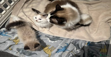 Ragdoll cats - Advert 1