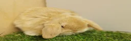 Mini Lop rabbits for sale: Vaccinated baby Mini Lops -with new vaccine Yurvac - Advert 7