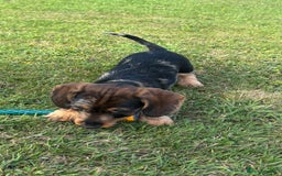 Miniature Dachshund dogs for sale: Miniature Wire Haired Dachshund  - Image 33