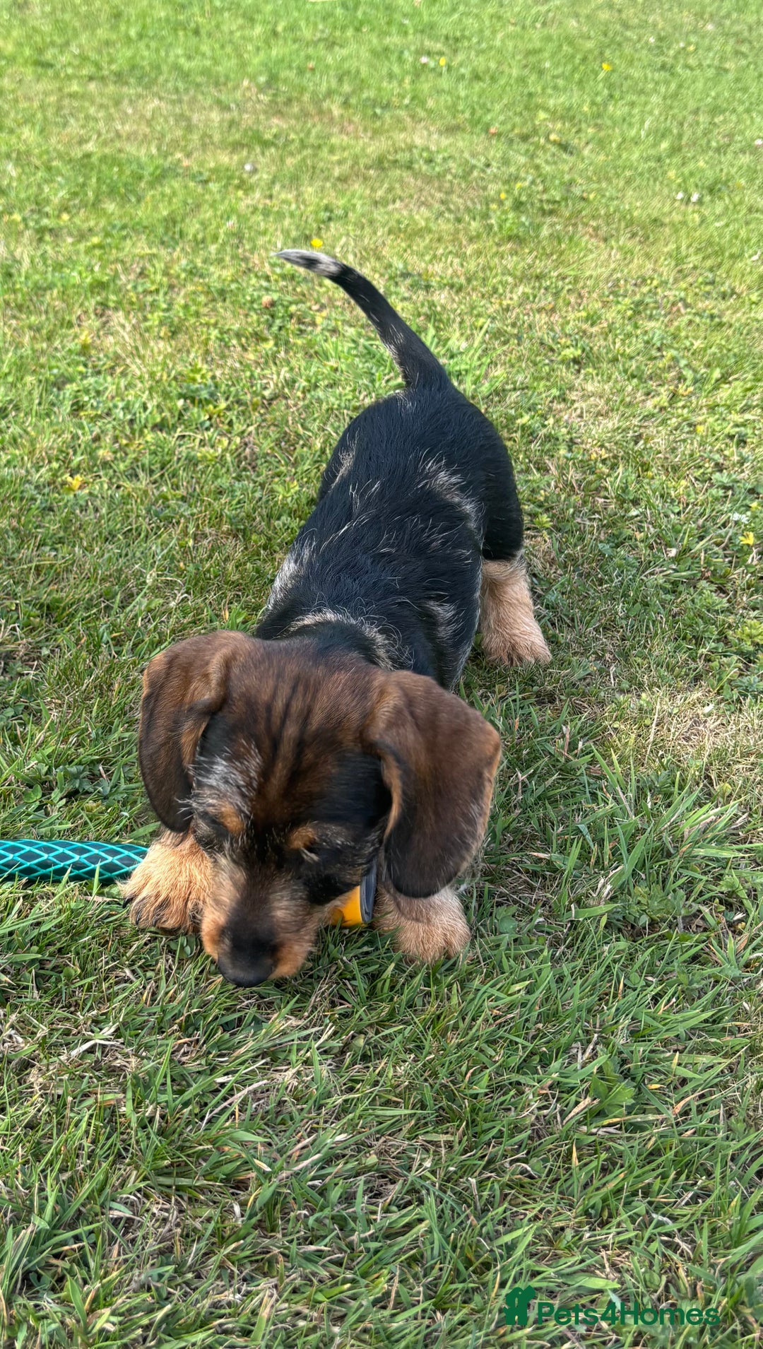 Miniature Dachshund dogs for sale: Miniature Wire Haired Dachshund  - Image 33