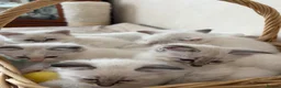 Siberian cats for sale: Beautiful Siberian kittens registered GSSF. - Advert 6
