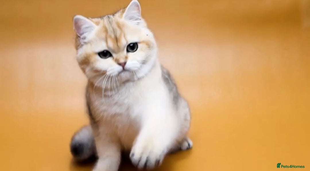 British Shorthair cats for sale: Stunning Active NY12 Golden Queen  - Advert 2