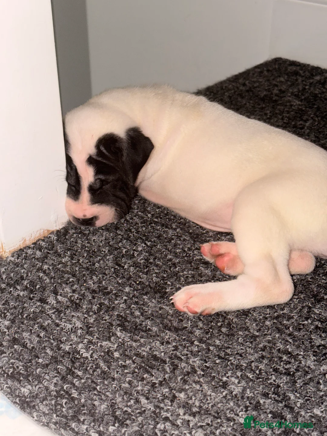 Mixed Breed dogs for sale: Lovely Sharpei/Staff  ** tiff - 2 Females Left  in Romford - Advert 8