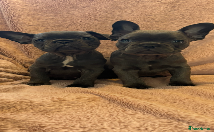 French Bulldog dogs - Advert 4