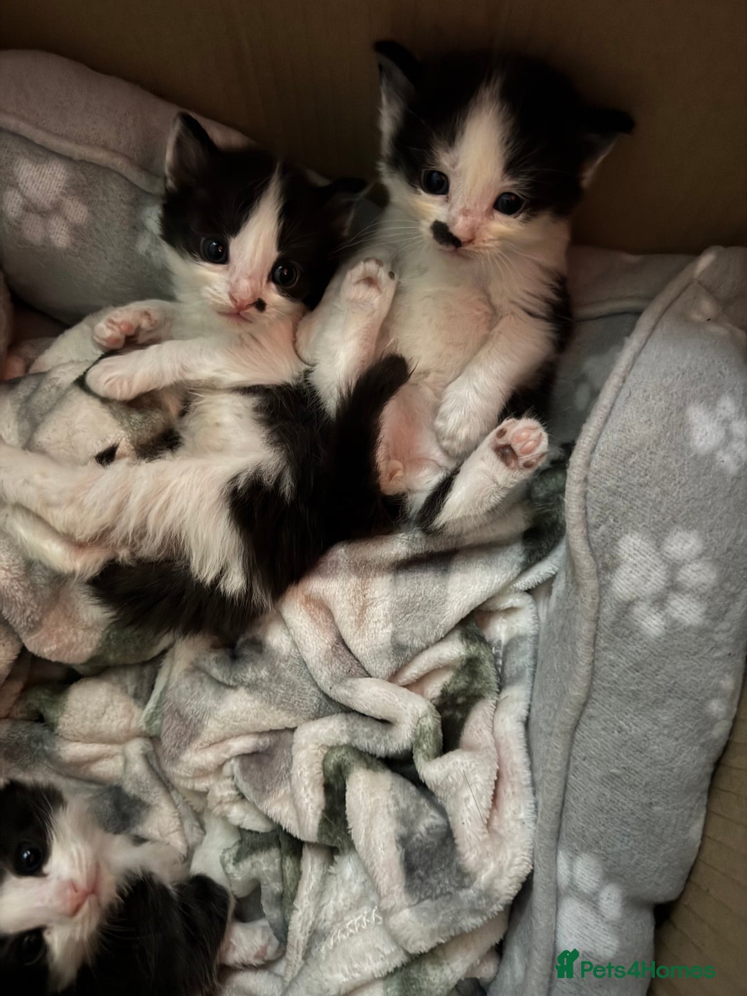 European cats for sale: Cat is looking for a new family  - Image 10
