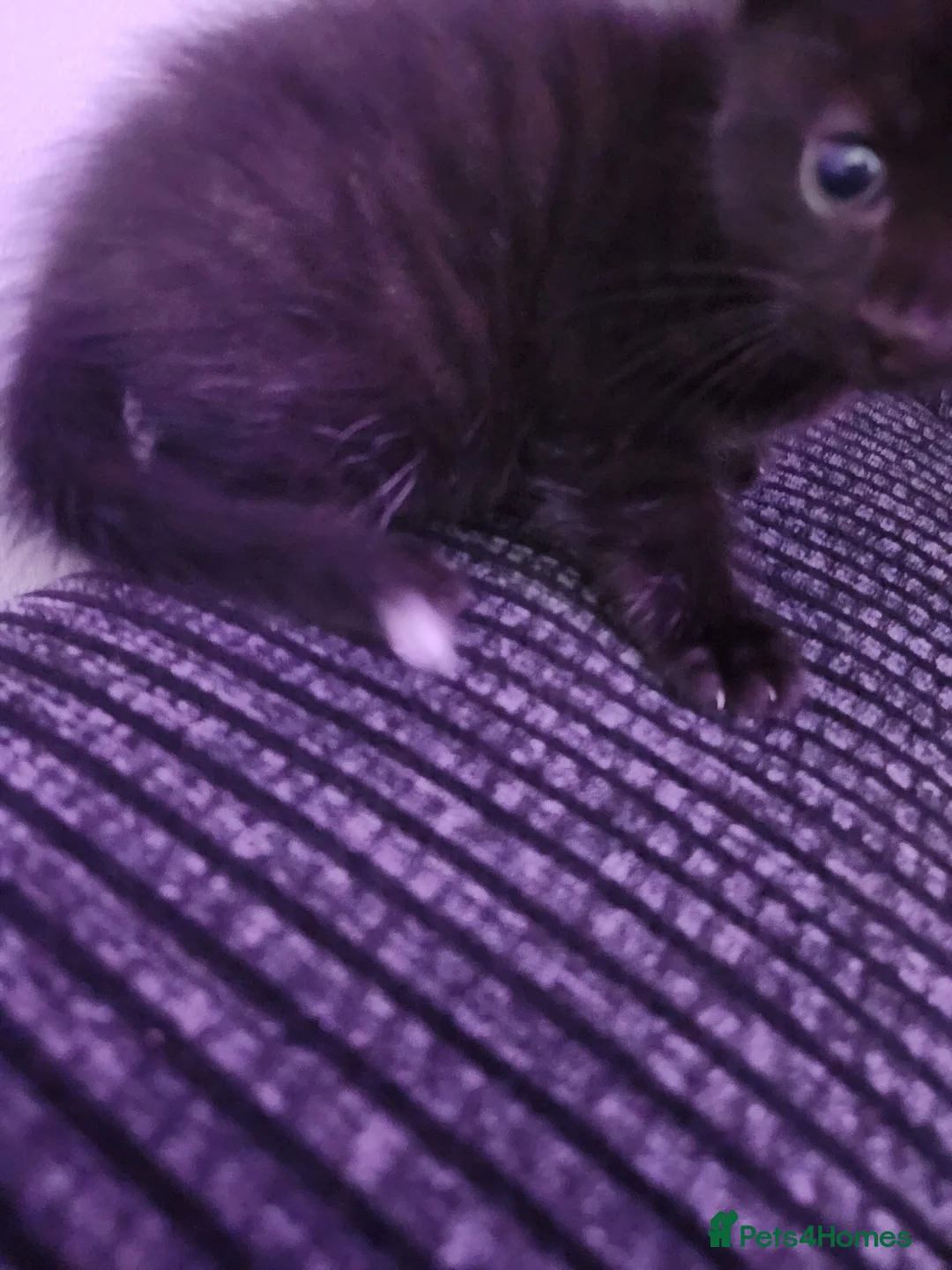 Mixed Breed cats for sale: 2 beautiful kittens  - Advert 2