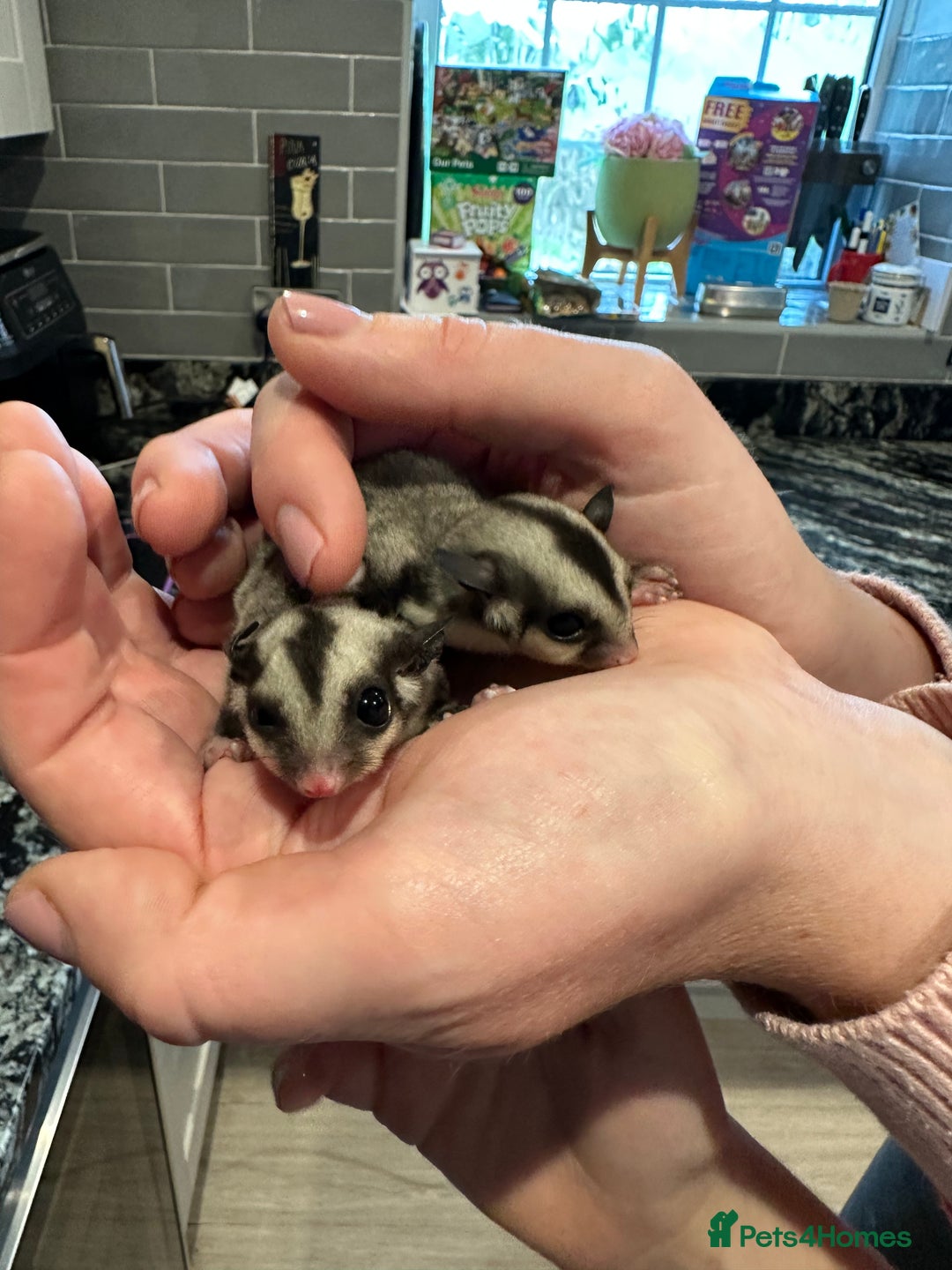 Sugar Glider rodents for sale: Baby gliders ready now  - Advert 10