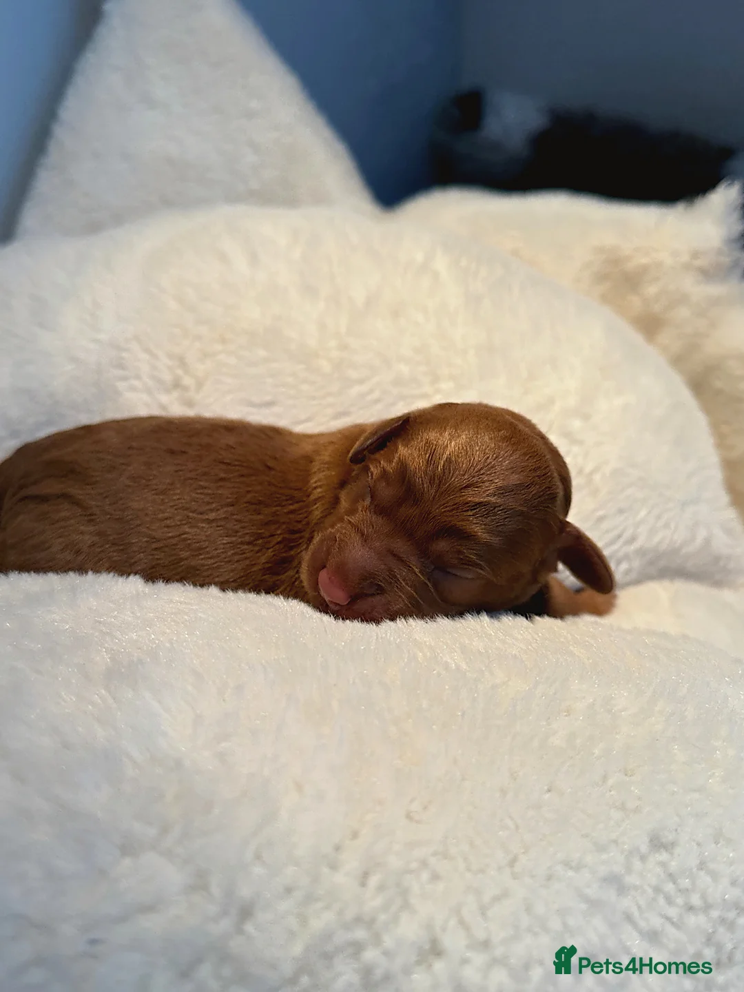 Labradoodle dogs for sale: 🧸Beautiful teddy bear F1 Labradoodles🧸  - Advert 10