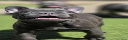 French Bulldog dogs for sale: REDUCED Stunning French Bulldog Pups  - Advert 8