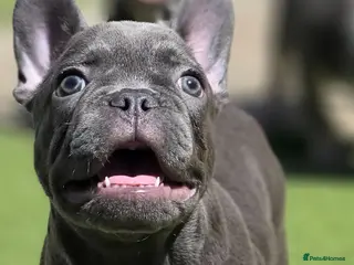 French Bulldog dogs Last Blue Boy Remaining - Advert 14