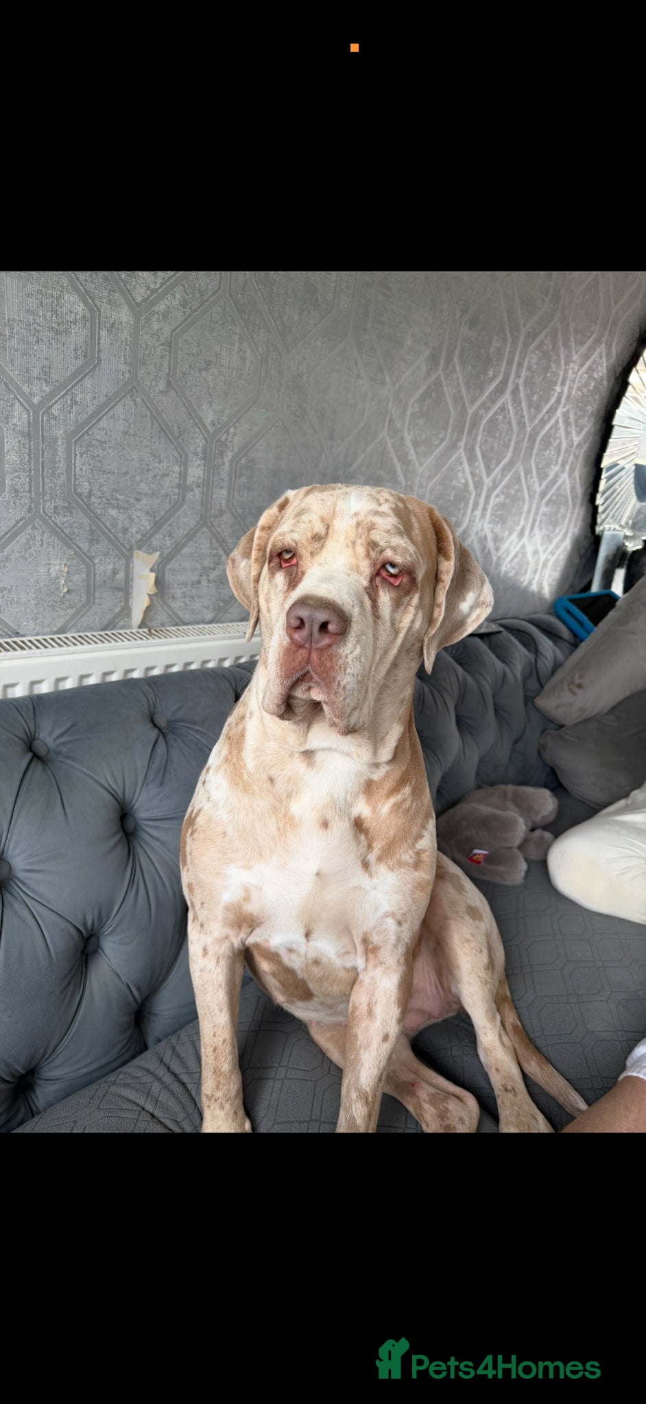 Cane Corso dogs ✨Amazing Merle cane corso x Bandog puppies ✨ - Advert 4