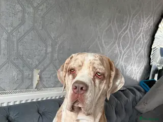 Cane Corso dogs ✨Amazing Merle cane corso x Bandog puppies ✨ - Advert 4