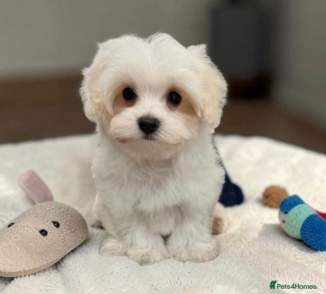 Maltipoo dogs for sale: Maltipoos,DNA health tested parents  - Advert 2