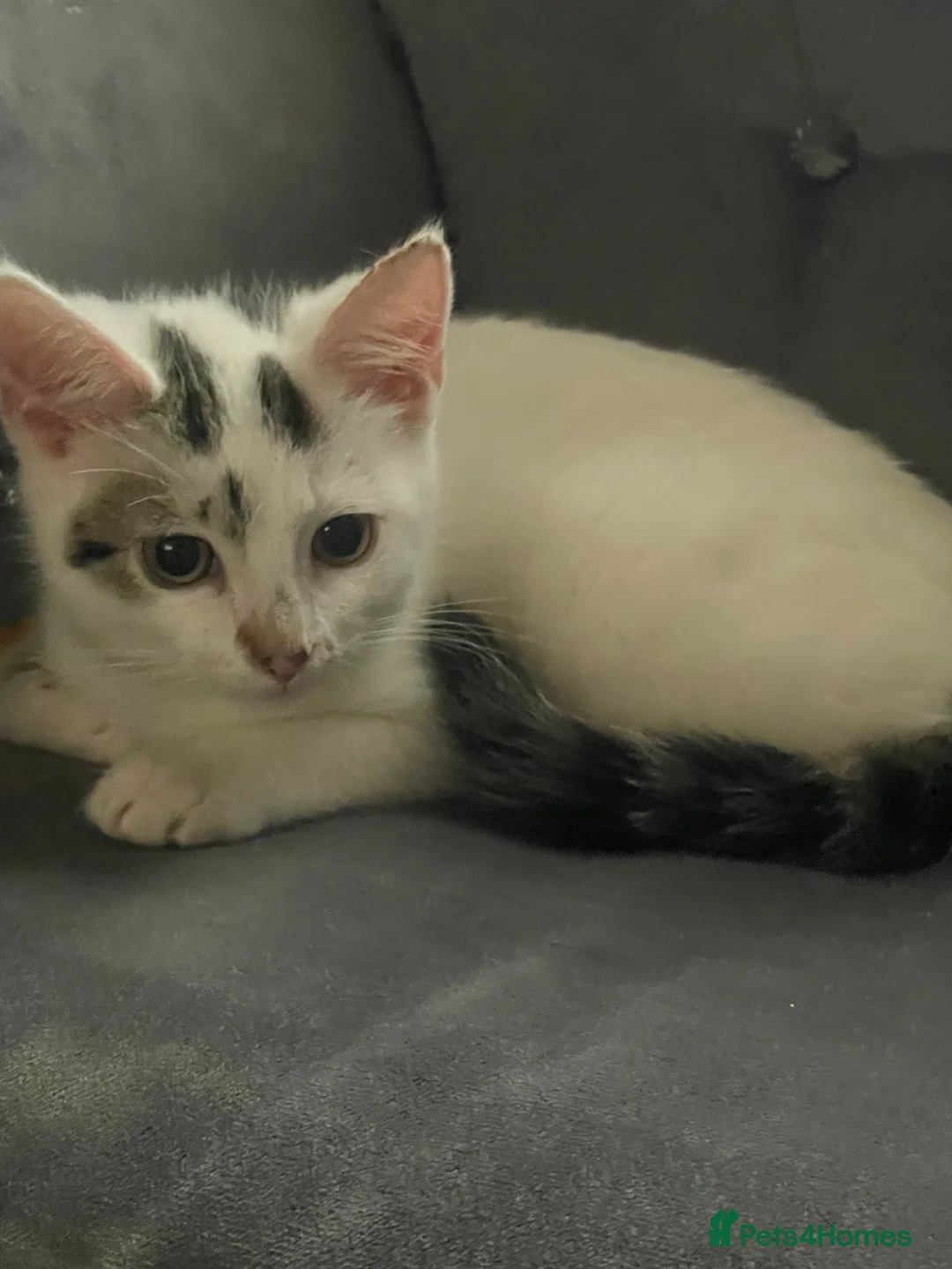 Mixed Breed cats for sale: Kittens for sale bradford - Advert 2