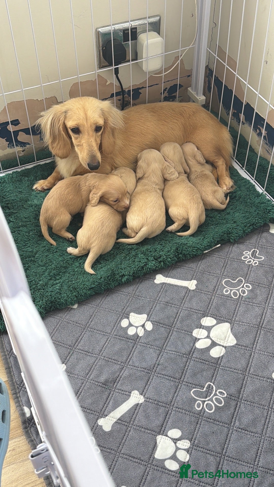 Miniature Dachshund dogs Cream long haired mini dachshund  - Advert 2