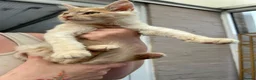 Maine Coon cats for sale: Maine coon cross boy kittens - Advert 9