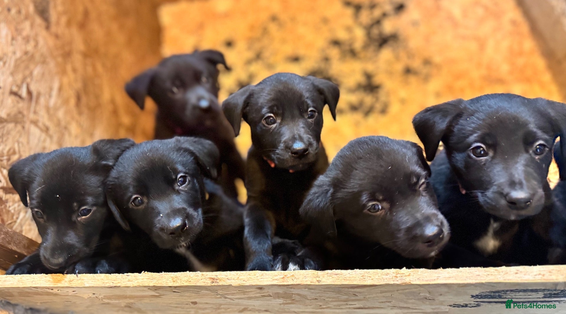 Borador dogs for sale: Gorgeous Lab x pups - Advert 2